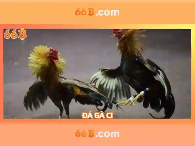 66b con – hành trình thương hiệu và trải nghiệm 66b