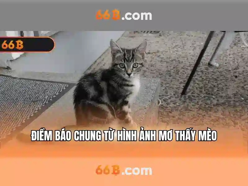 66b là gì