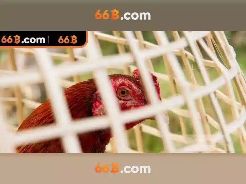 Ứng dụng thực tế của 66B