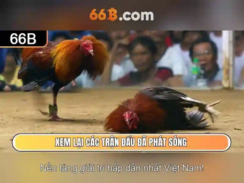 66b: khái niệm, cấu trúc và ứng dụng