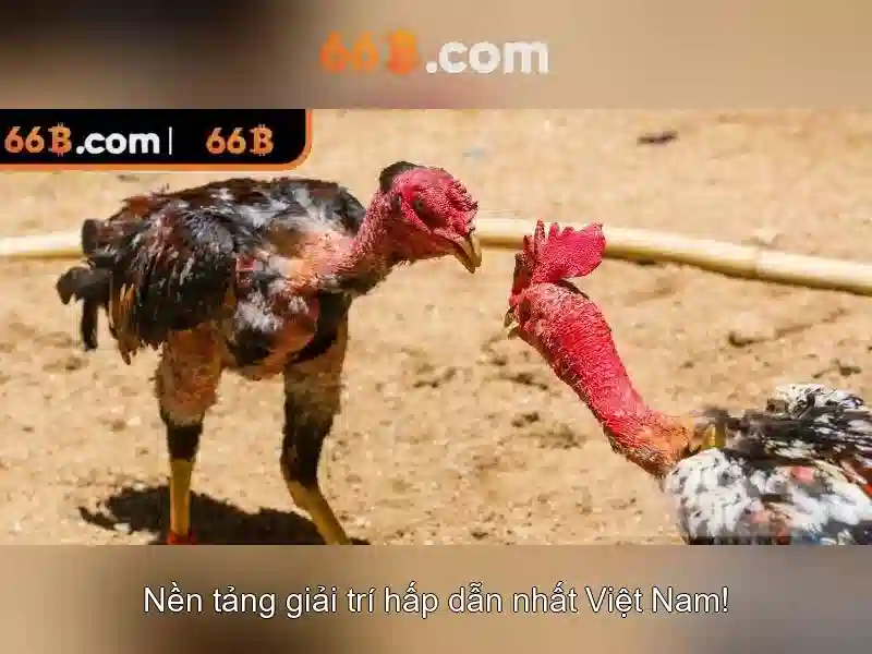 66B là gì