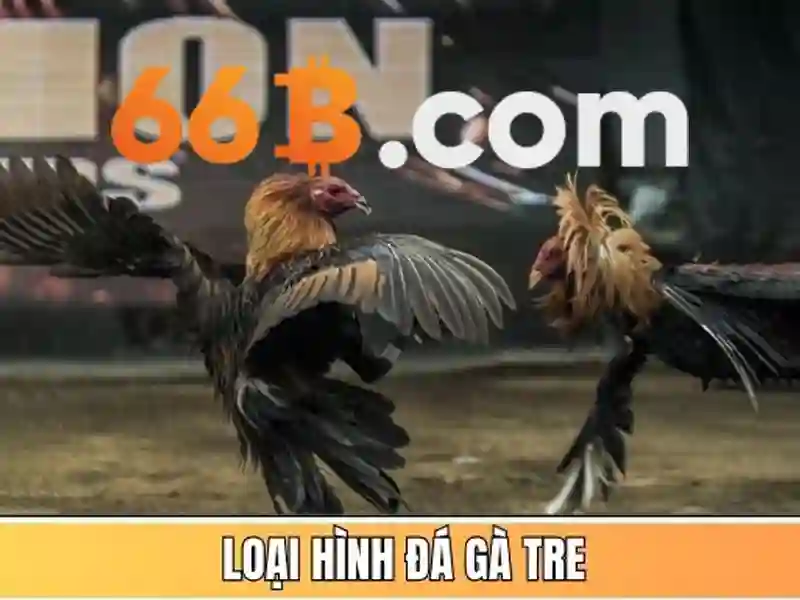 66b con – hành trình thương hiệu và trải nghiệm 66b